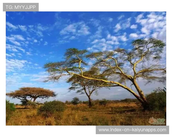 马拉维排球比赛激烈展开，马拉维吧